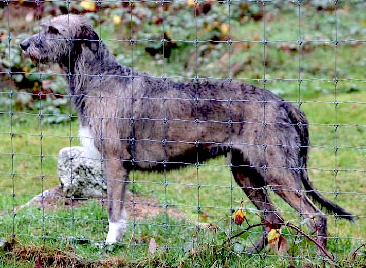 Irish Wolfhound - Irish Wolfhound Club of America, Inc.