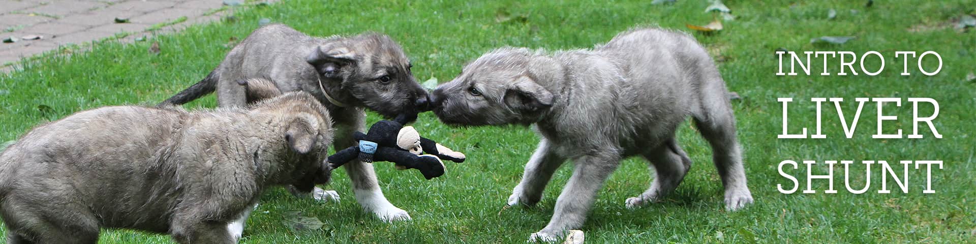 find irish wolfhound puppies for sale