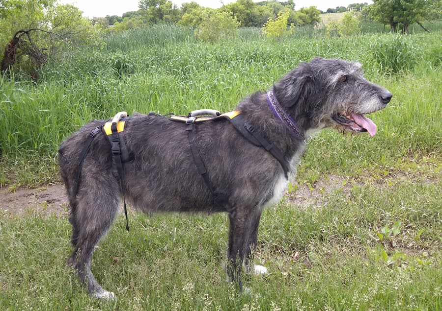 Irish Wolfhound wearing Help 'Em Up harness, standing