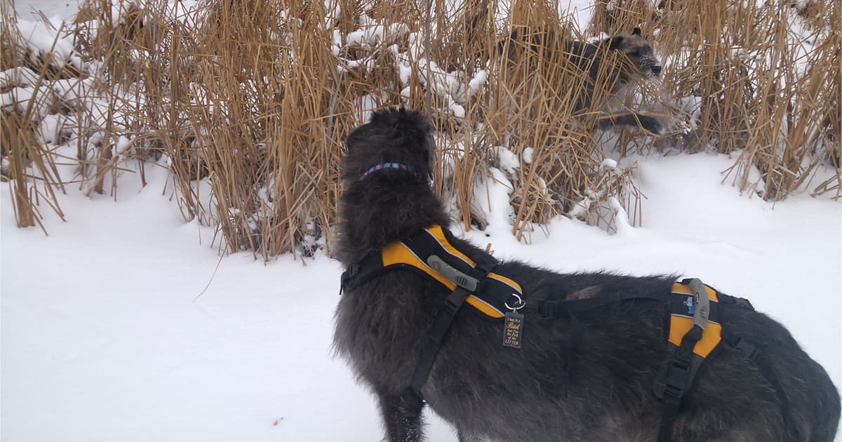 Irish Wolfhound wearing Help 'Em Up harness, standing in field of snow