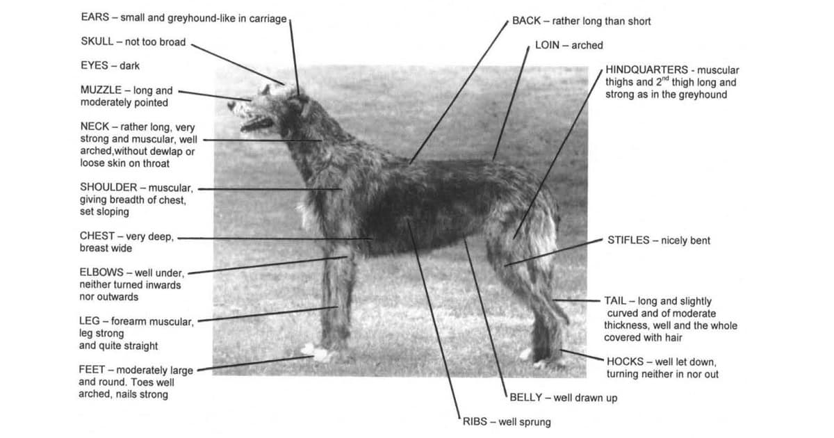 The Illustrated Standard of the Irish Wolfhound Irish Wolfhound Club